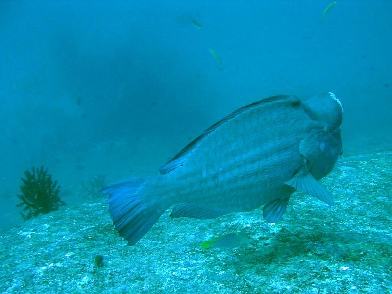 SIMILAN nov  2008 .PHOTO ARNOLD (61).JPG